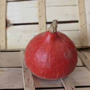 Choux divers et Courges