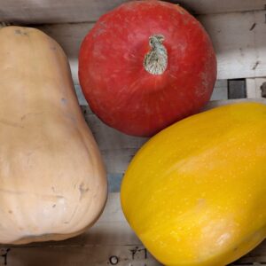 Choux divers et Courges