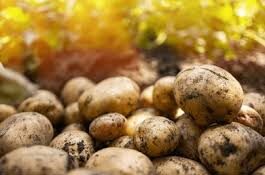 Sac de 5 kilos de pommes de terre